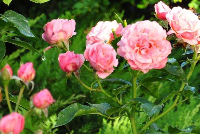 Rosenbusch in Rosa
